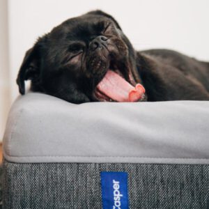 Organic pet matressBio-Haustiermatratze