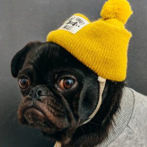 Hund Gelb Beannie