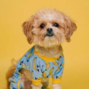 kleine hunde sitzt trägt ein banana motiv pulli