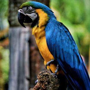 Amazonas-Papagei