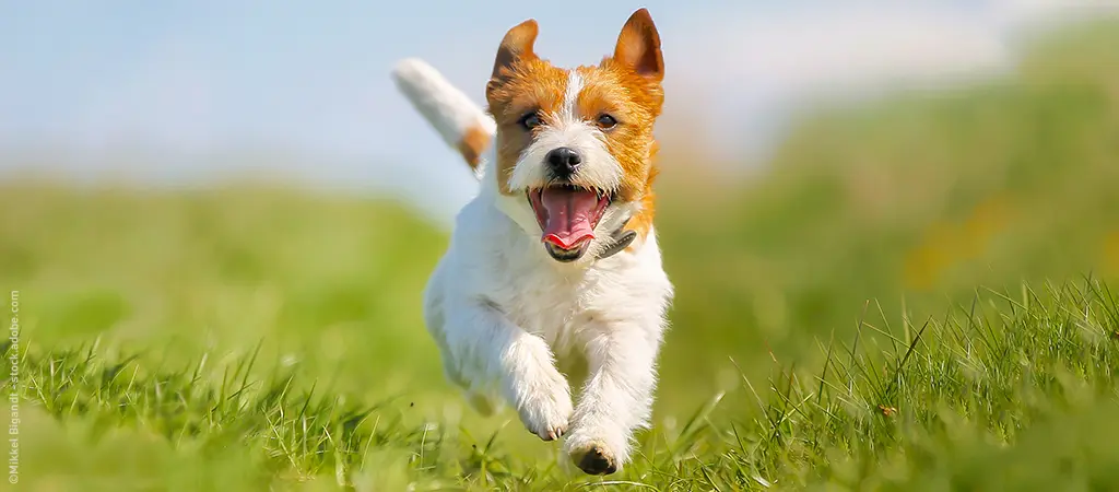 kleinhund spingt im luft am feld