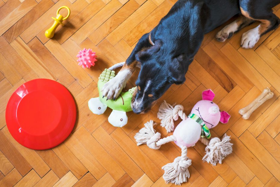 Hund mit Spielzeug von Zoohandlung Haustierbedarf in Berlin Wedding