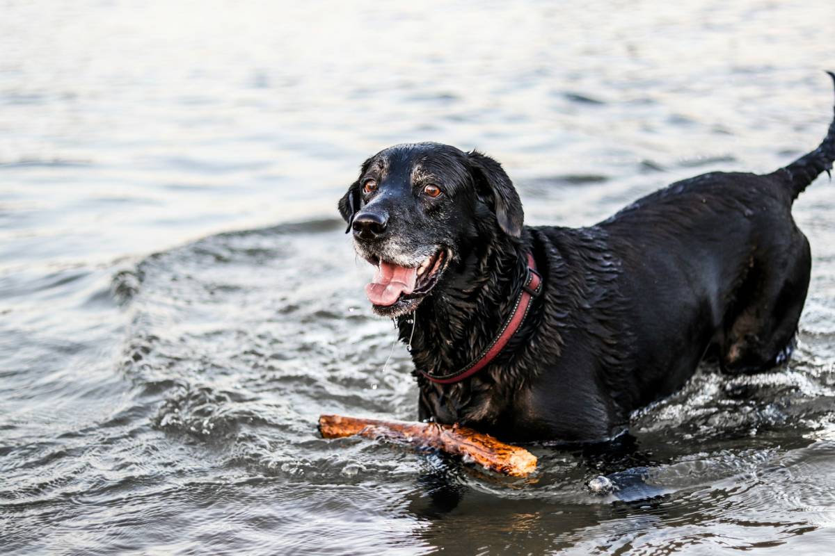 schwarze labrador im wasser beim Hundespaziergang