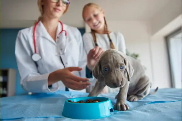 Tierarzt mit Hund und vegane Hundesnacks auf Tisch