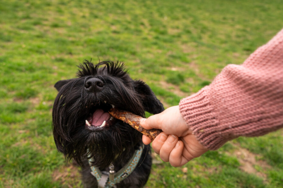 Ein Hund isst vegane Hundesnacks