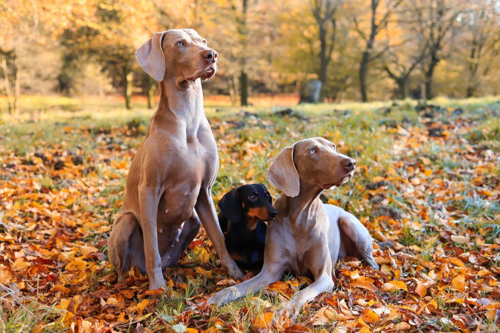 Hunde auf einem Spaziergang im Wald