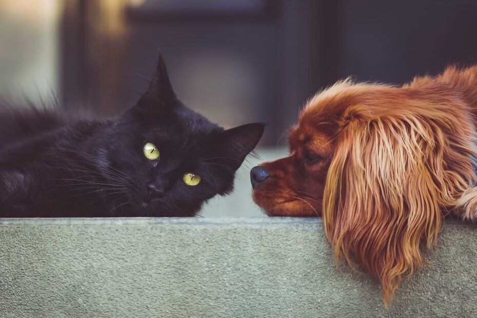 Eine schwarze Katze und ein braunhaariger Hund werden aneinander gewöhnt.