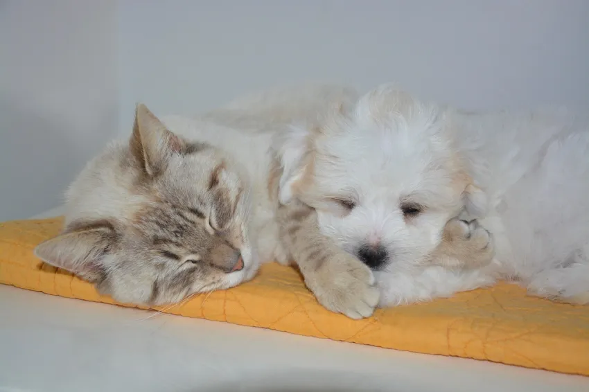 Petshopt_Hund und Katze schmusen