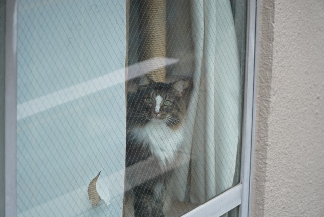 Katze alleine zuhause beschäftigen