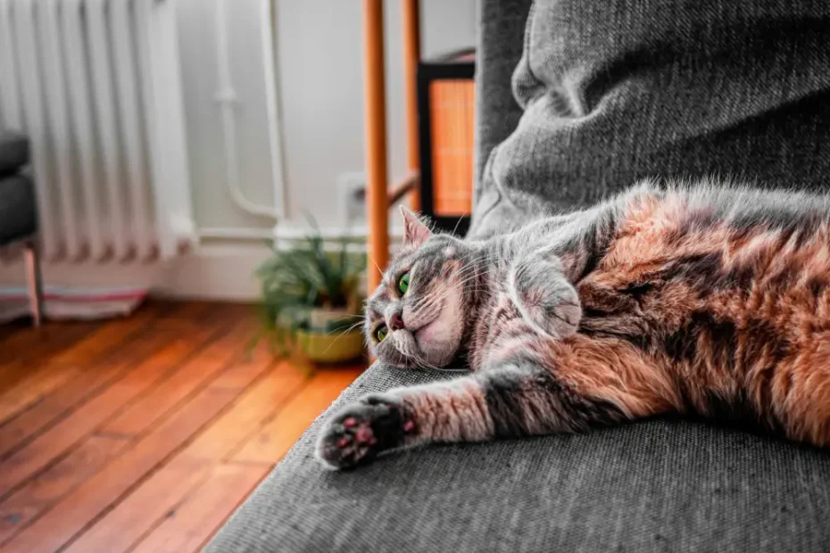 alte katze legt in wohnung neben heizung