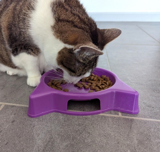 Katze frisst Futter