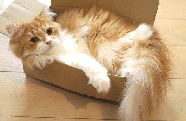 Katze legt sich im Karton