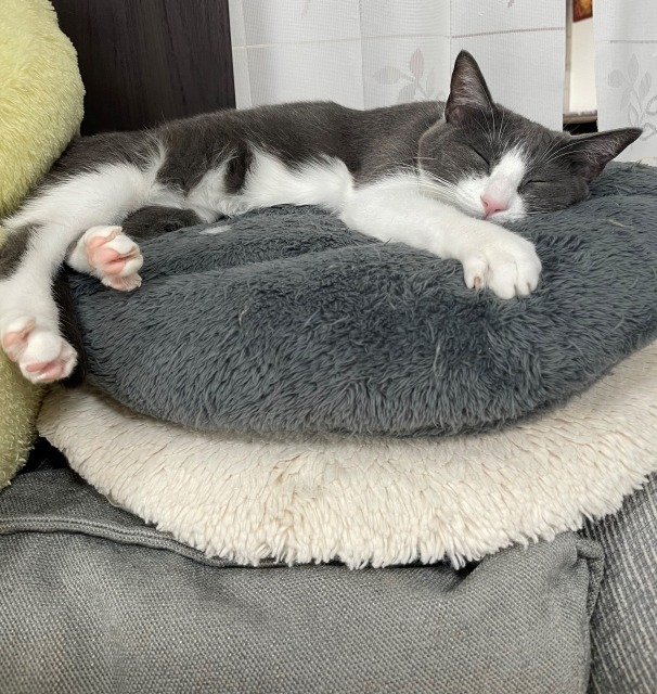 Katze schläft auf dem Kissen