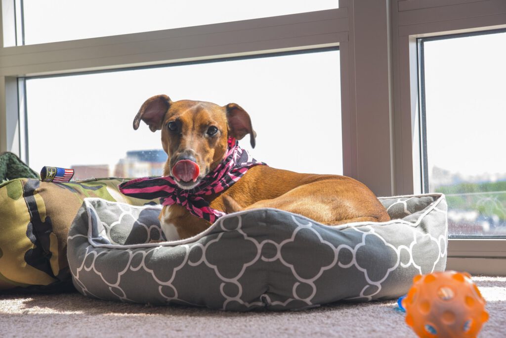 Hund mit Hundeallergie liegt im blauen orthopädischen Hundebett