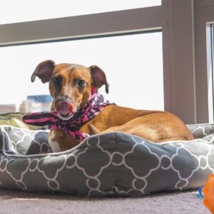 Hund liegt im blauen orthopädischen Hundebett