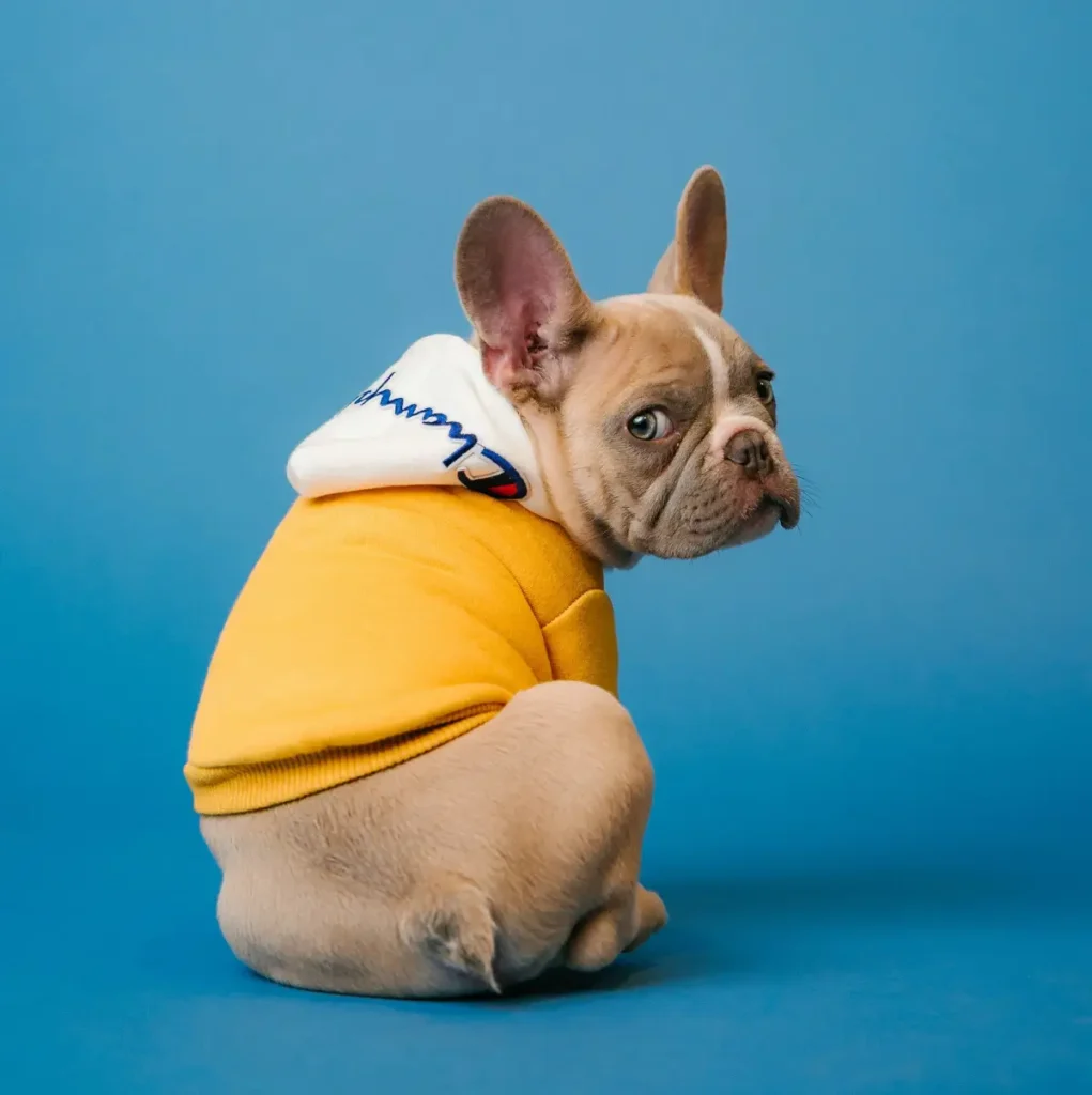 Französische Bulldogge mit gelbem Hoodie blickt über die Schulter vor blauem Hintergrund